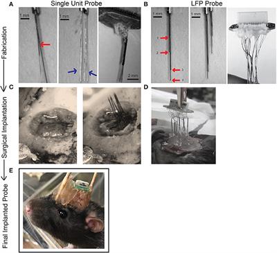Chronic, Multi-Site Recordings Supported by Two Low-Cost, Stationary Probe Designs Optimized to Capture Either Single Unit or Local Field <mark class="highlighted">Potential Activity</mark> in Behaving Rats